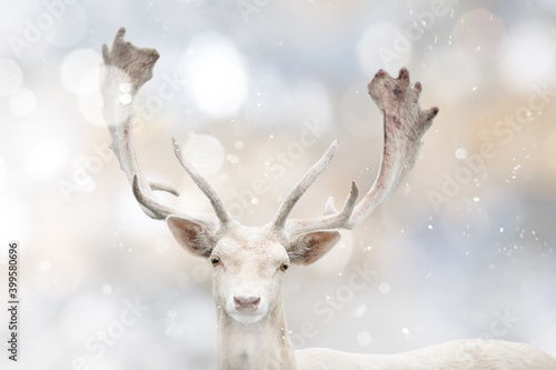 Portrait of young deer isolated on white christmas background