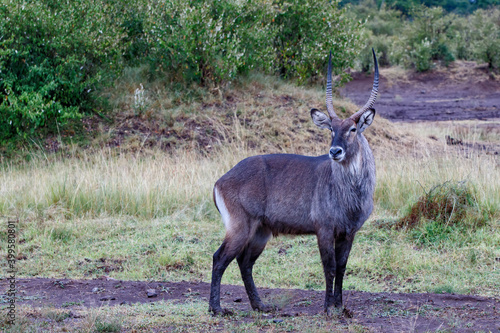 Waterbuck (Kobus ellipsiprymnus). After a heavy rain shower the wet waterbuck male is standing on the savannah of the Masai Mara National Park in Kenya photo