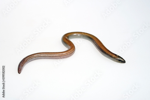 Limbless skink // Gesprenkelter Schlangenskink (Ophiomorus punctatissimus) photo