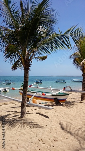 trees on the beach