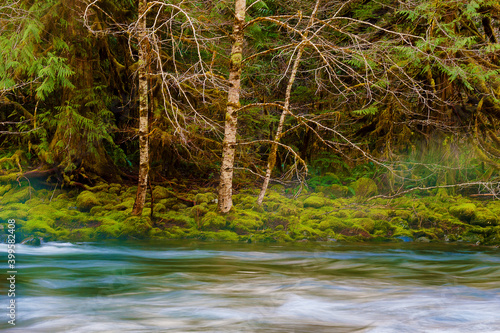 Hiking Along the Salmon River Mt. Hood National Forest