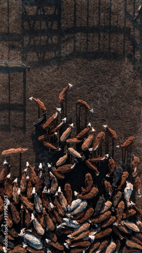 Aerial view of cattle in the corral.