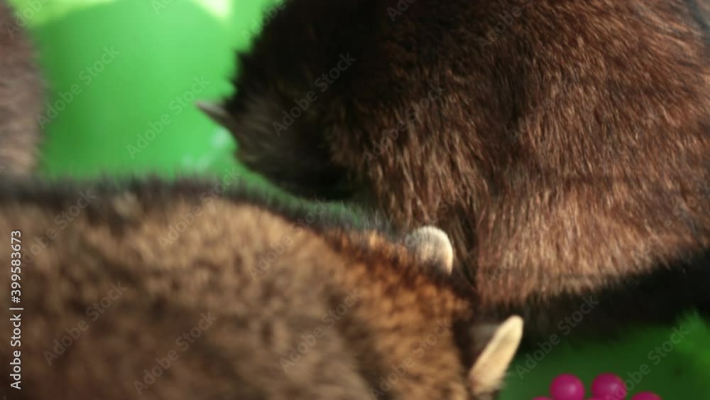 Vidéo Stock Raccoons. Resort oval shaped relaxing swimming pool. High