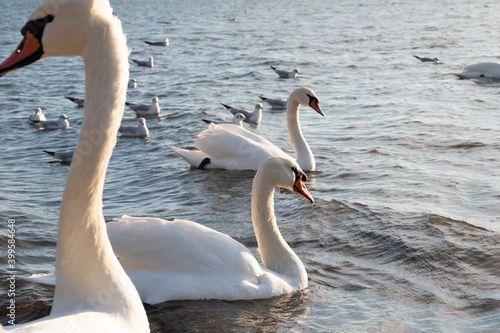 Swans on the seashore. Seagulls and swans swim on the ocean coast.