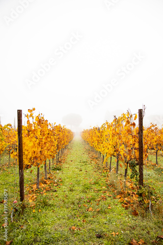 Fototapeta Naklejka Na Ścianę i Meble -  the colors of autumn in the countryside and in the vineyards , symmetrical crops into the fog