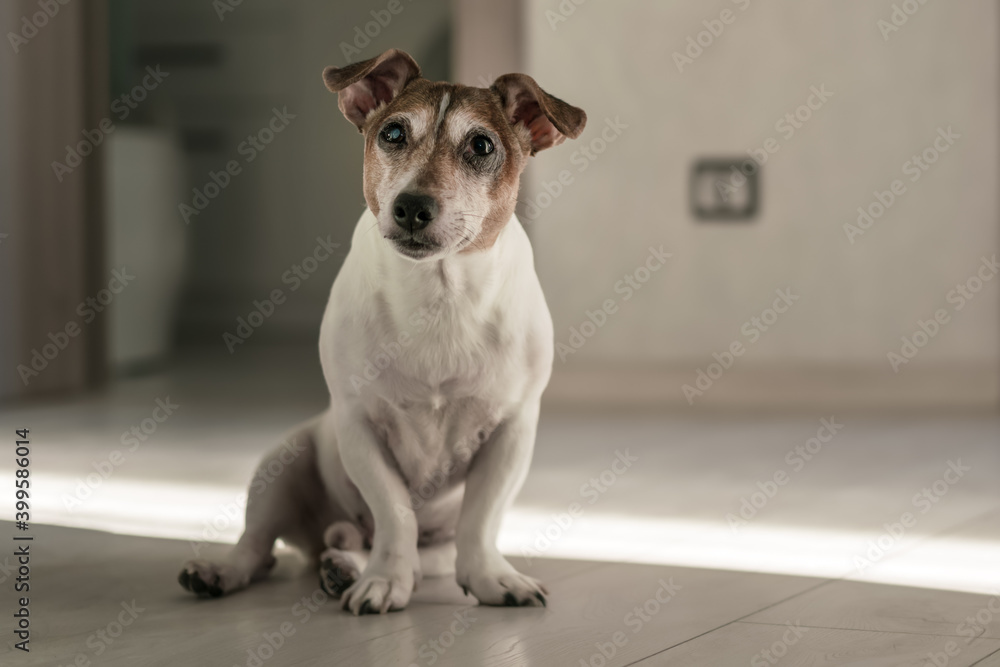 White small dog sitting on wooden laminate floor and looking at owner