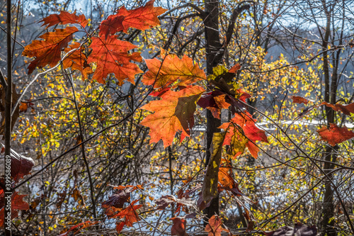 back lit autumn leaves