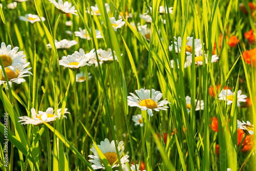 Margeriten (Leucanthemum) in einer Wiese