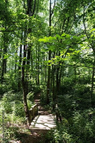 Fototapeta Naklejka Na Ścianę i Meble -  wooden bridge in the summer dense forest