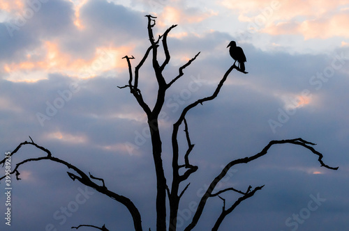 Vulture silhouetted in a tree at dusk. Kruger National Park  South Africa