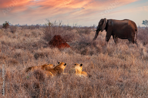 Bild auf Leinwand Lions hidden in the bush watching an unaware elephant passing by at sunset