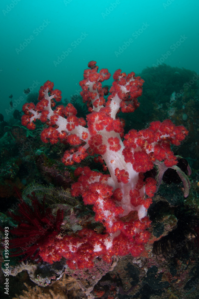 Fototapeta premium A colorful soft coral, Dendronephthya sp., grows in Raja Ampat, Indonesia. This remote, tropical region is known as the heart of the Coral Triangle due to its incredibly high marine biodiversity.