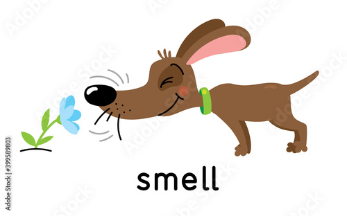 A dog sniffs a flower. One of five senses. Smell illustration