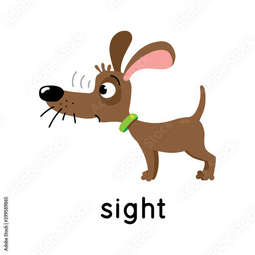 The dog looks carefully. One of five senses. Sight illustration