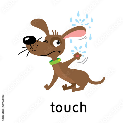 Dog and raindrops. One of five senses. Touch illustration