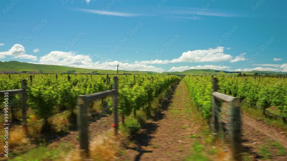 Tracking wide shot of rows of vineyards in the countryside of New Zealand. Tracking wide shot of rows of vineyards in the countryside of New Zealand.