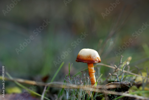 Small autumn mushroom on blurred background - selective focus