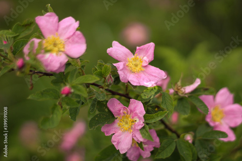 Dog rose flowers, Rosa canina flowers with leaves. Wild pink rose in nature.