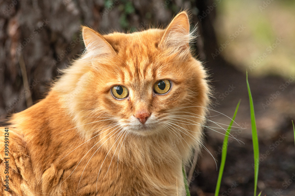 portrait red fur cat in green summer grass near big tree in forest with sun glare in background