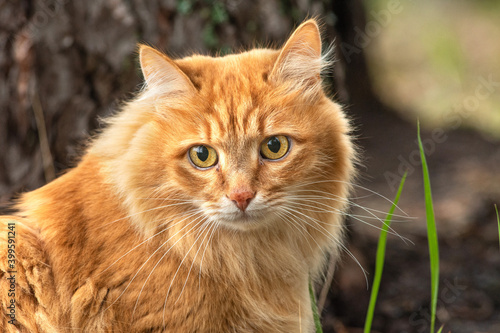 portrait red fur cat in green summer grass near big tree in forest with sun glare in background