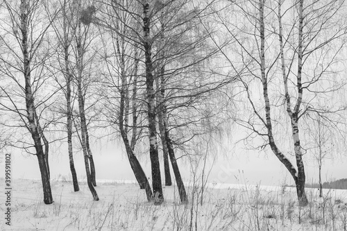 Winter landscape. Birch trees on the edge of a snowy field. Black and white version.