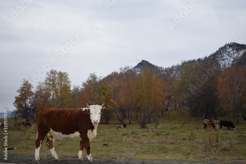 cows in the mountains © toyfunn