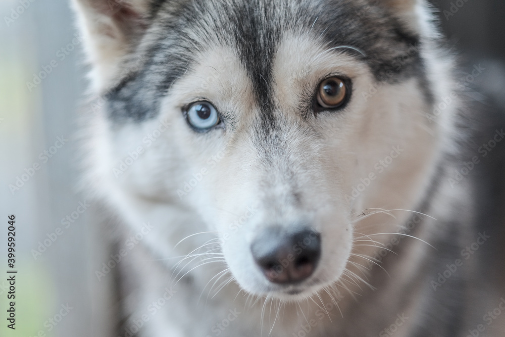 Obraz premium Purebred Husky dogs, originally from France