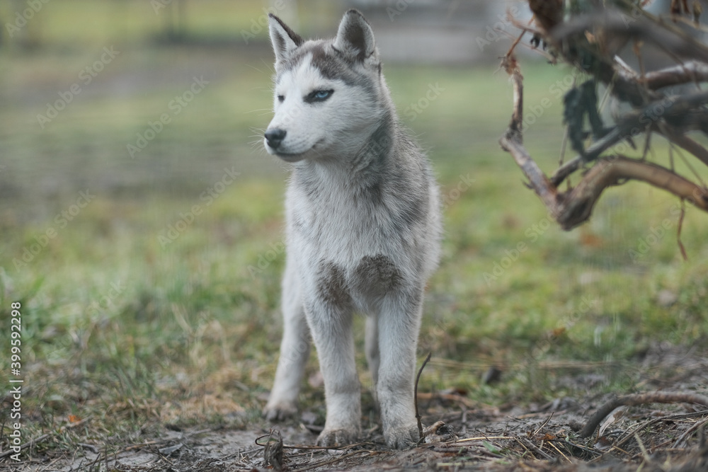 Purebred Husky dogs, originally from France Purebred Husky dogs, originally from France