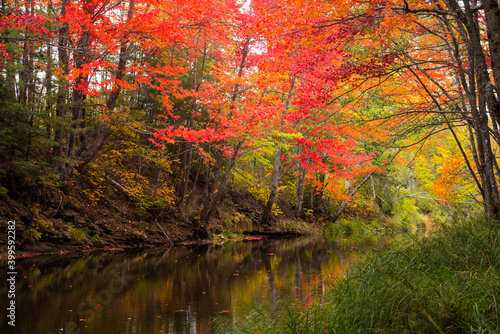 Autumn Stream