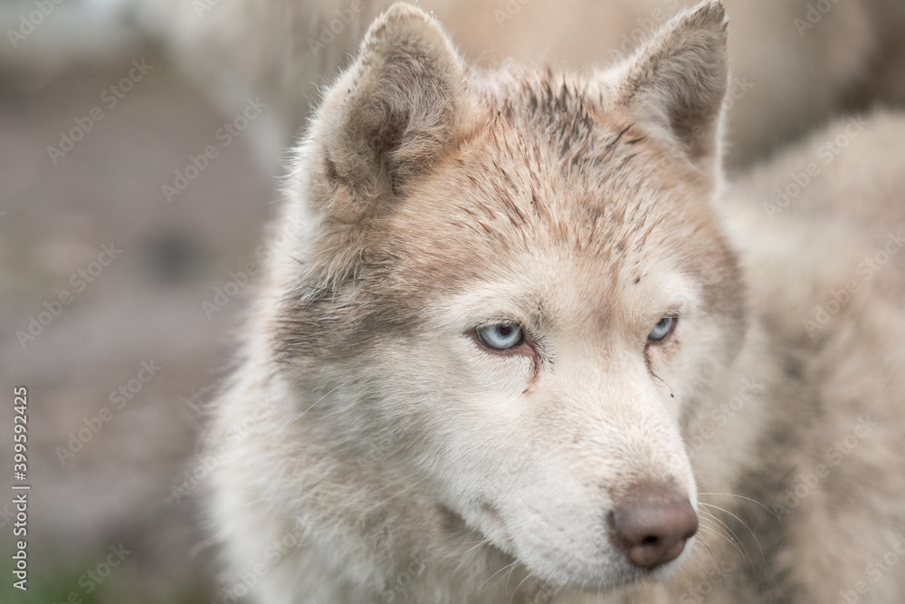 Purebred Husky dogs, originally from France Purebred Husky dogs, originally from France