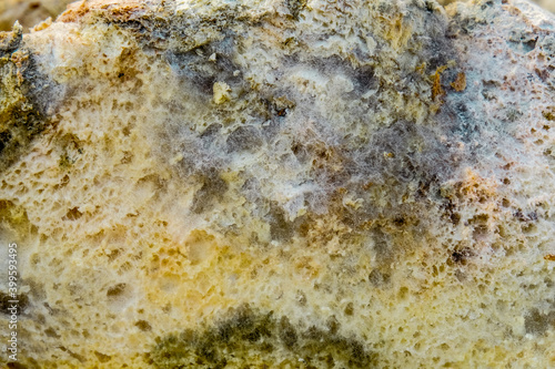 Moldy slice of whole-grain bread closeup