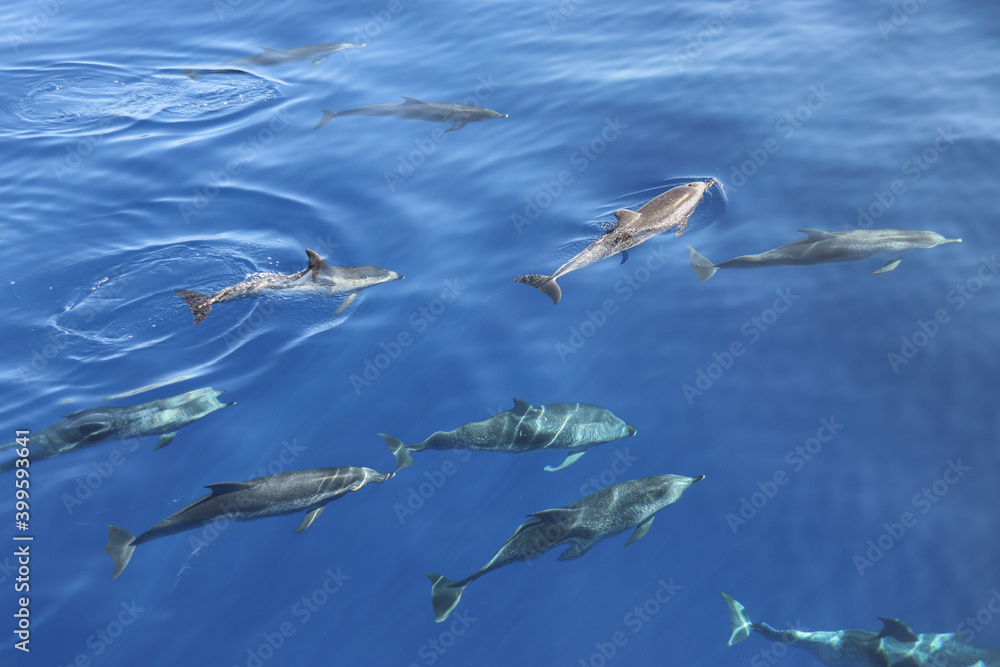 Atlantic spotted dolphin (Stenella frontalis). Picture taken during a whale watching trip in the south of Tenerife, Spain