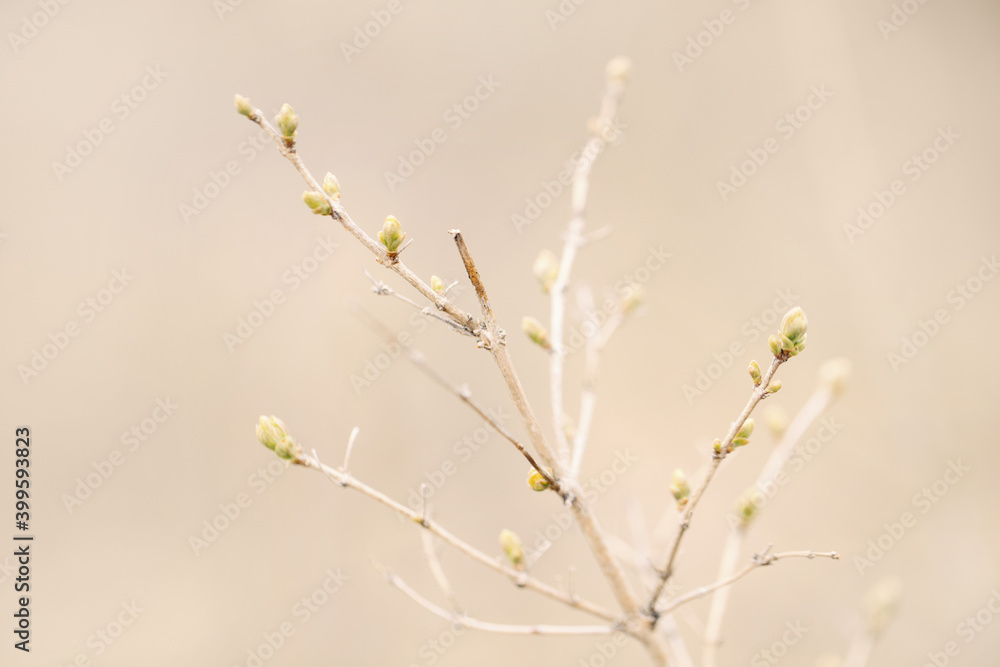 Beautiful natural spring tree sprouts background. Light green bush or shrub branches with small fresh leaves buds. Pale light faded pastel tones. Seasonal forest nature backdrop wallpaper. Beautiful natural spring tree sprouts background. Light green bush or shrub branches with small fresh leaves buds. Pale light faded pastel tones. Seasonal forest nature backdrop wallpaper.