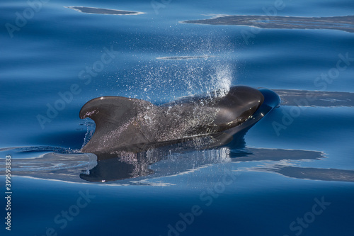 Pilot whale (Globicephala macrorhynchus). Picture taken during a whale watching trip in the south of Tenerife, Spain