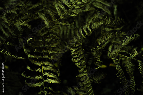Obraz na płótnie Dark, moody fern texture on black forest background. Natural pattern of wild fern leaves. w salonie
