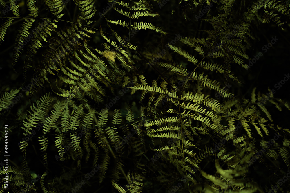 Dark, moody fern texture on black forest background. Natural pattern of wild fern leaves.