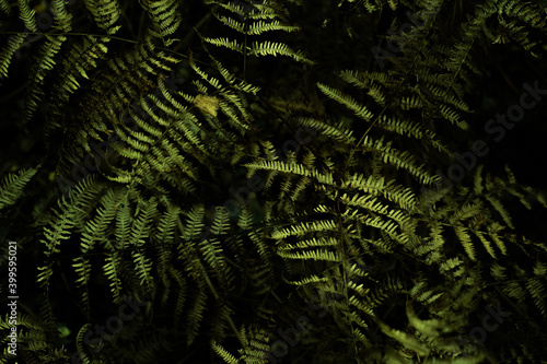 Obraz na płótnie Dark, moody fern texture on black forest background. Natural pattern of wild fern leaves. w salonie