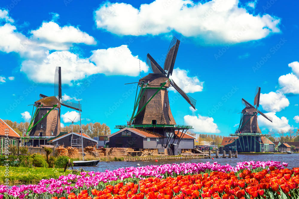 Dutch typical landscape. Traditional old dutch windmills with house, blue sky near river with tulips flowers flowerbed in the Zaanse Schans village, Netherlands. Famous tourism place.