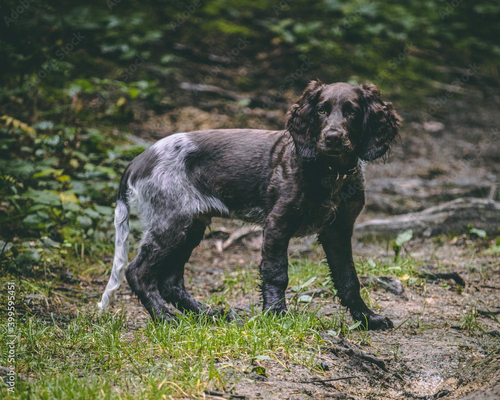 great dane dog great dane dog