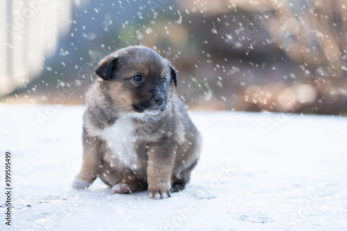 Little cute puppy sits in the snow.