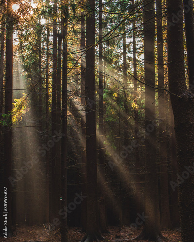 morning in the forest © Filip
