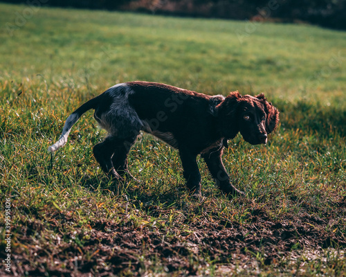 german spaniel