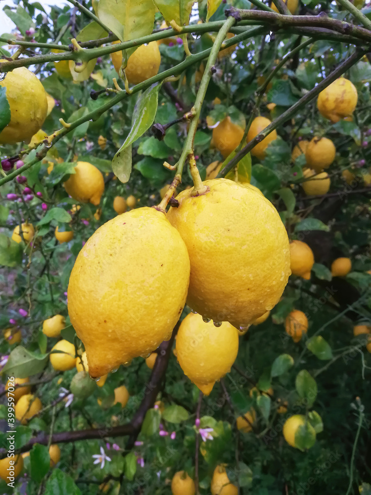 Limones colgando en el árbol un día de lluvia