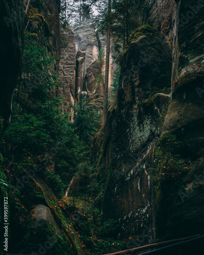 sandstone rocks and trees forest