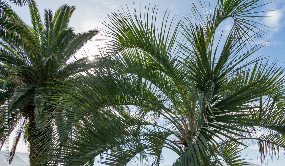 Beautiful Canary Island Date Palm (Phoenix canariensis) at left and  Butia capitata, commonly known as jelly palm, in Sochi. Luxury leaves on blue sky background
