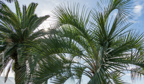 Beautiful Canary Island Date Palm (Phoenix canariensis) at left and Butia capitata, commonly known as jelly palm, in Sochi. Luxury leaves on blue sky background