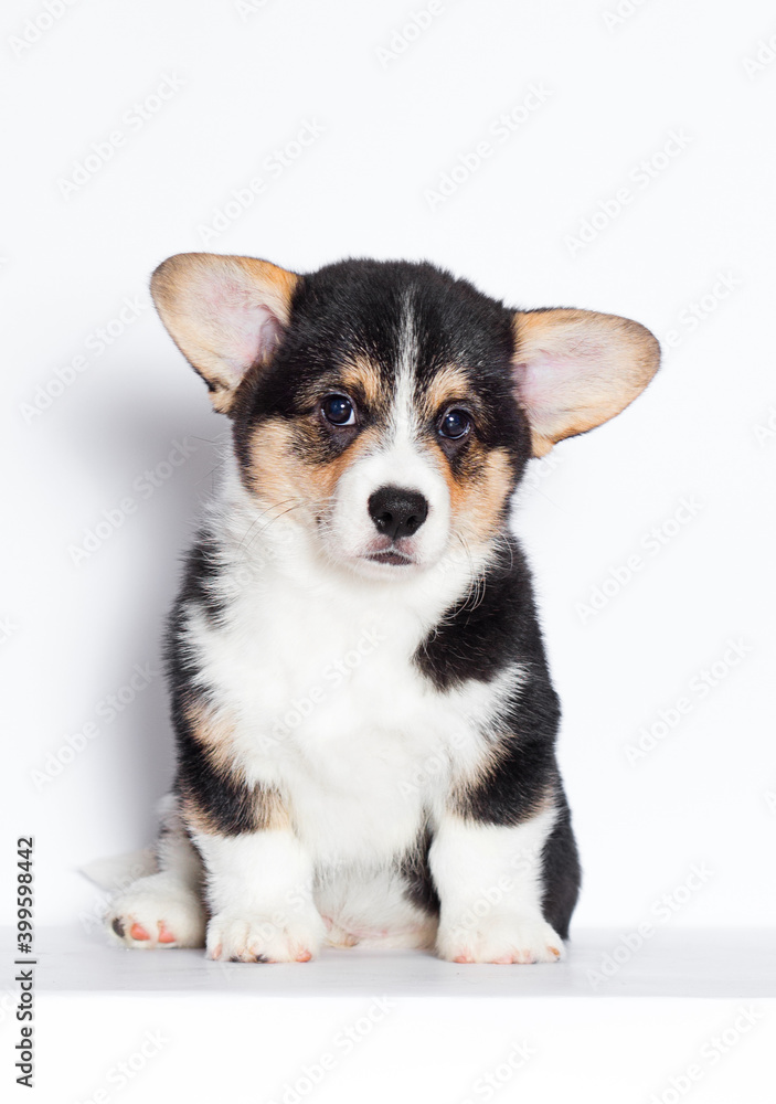 welsh corgi puppy looking on a white background