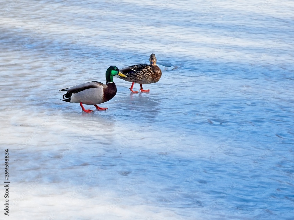 Couple mallard ducks walking on ice on a sunny winter day Couple mallard ducks walking on ice on a sunny winter day