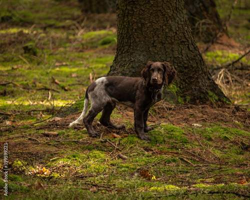 Obraz w ramie german spaniel