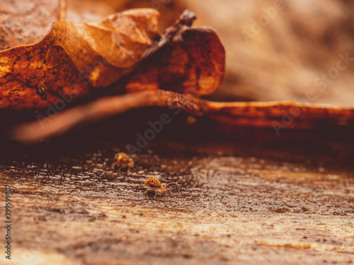 Collembole - Springtail - Dicyrtomina saundersi - collembola - petit animal vivant dans le sol des forêts durant l'automne photo